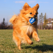 Играчка за куче Nerf Dog Small Tennis Balls 3 pcs