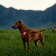Светлина за куче Nite Ize Spotlit Rechargeable Collar Light - Disc-O Tech