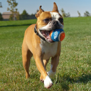 Играчка за куче Nerf Dog Small Tennis Balls 3 pcs