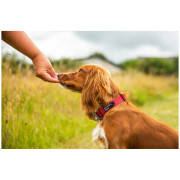 Нашийник за куче Mountain Paws Extra Tough Dog Collar