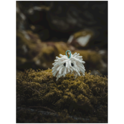 Плик за магнезий Midnight Lightning Chalktopus