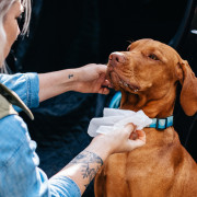 Мокри кърпи за кучета Explorer Dog Натурални мокри кърпички за кучета – 40 бр.