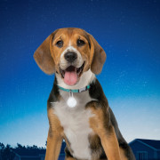 Светещ нашийник за куче Nite Ize SpotLit Collar Light