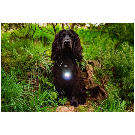 Светлина за куче Mountain Paws Dog safety light 2-Pack