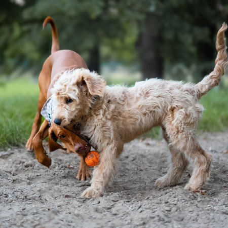 Играчка за куче Explorer Dog AirBall 6,5 cm