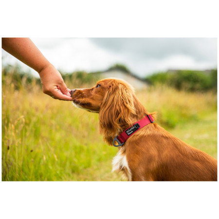 Нашийник за куче Mountain Paws Extra Tough Dog Collar