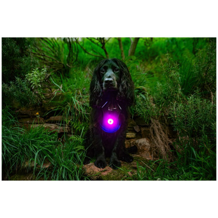 Светлина за куче Mountain Paws Dog Safety Light