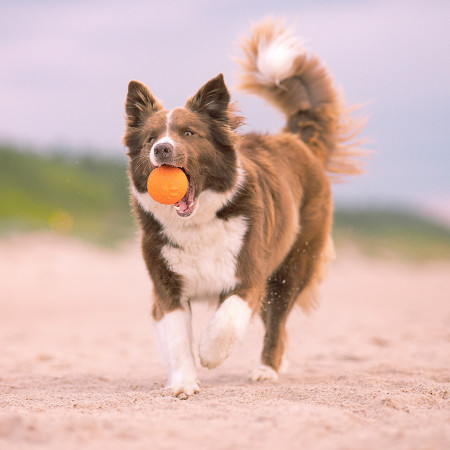 Играчка за куче Explorer Dog AirBall Tips 8 cm