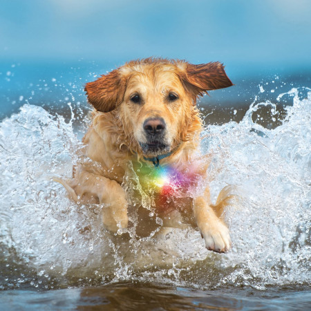 Светлина за куче Nite Ize SpotLit® Splash™