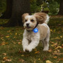 Светещ нашийник за куче Nite Ize SpotLit Rechargeable Collar Light