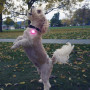 Светещ нашийник за куче Nite Ize SpotLit Rechargeable Collar Light