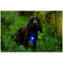 Светлина за куче Mountain Paws Dog Safety Light