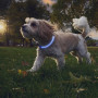 Светещ нашийник за куче Nite Ize NiteHowl® Rechargeable LED Safety Necklace