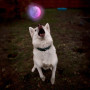 Играчка за куче Nite Ize Glowstreak LED Ball