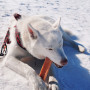 Играчка за куче Explorer Dog Himalayan Chew