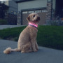 Светещ нашийник за куче Nite Ize NiteHowl® Rechargeable LED Safety Necklace