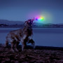 Играчка за куче Nite Ize Flashflight® Dog Discuit™ LED Flying Disc