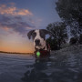 Светлина за куче Nite Ize SpotLit® Splash™