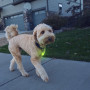 Светещ нашийник за куче Nite Ize SpotLit Rechargeable Collar Light