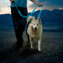 Повод за куче Nite Ize LED NiteDog